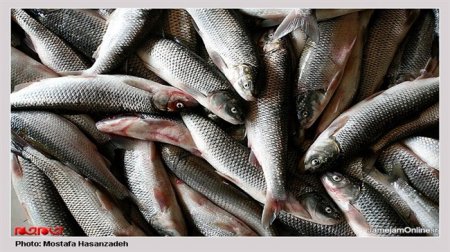 Iran targets $1b in fisheries exports by 2025