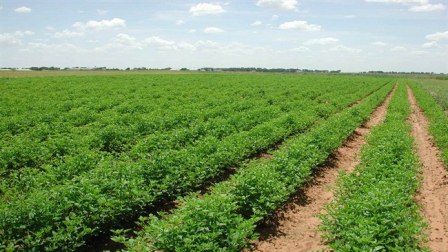 Iran-Netherlands-Agriculture-fisheries-Import-Export-Dairy-Medical-Health-Livestock-Dutch-Economic-MBN